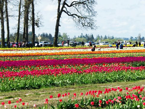 Tulip Field