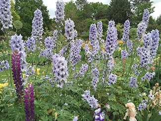 Schreiner Foxglove